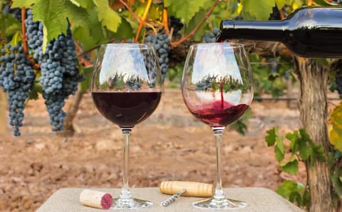Hot Air Balloon Ride and Wine Tasting in Casablanca Valley