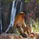 Lonely monkey