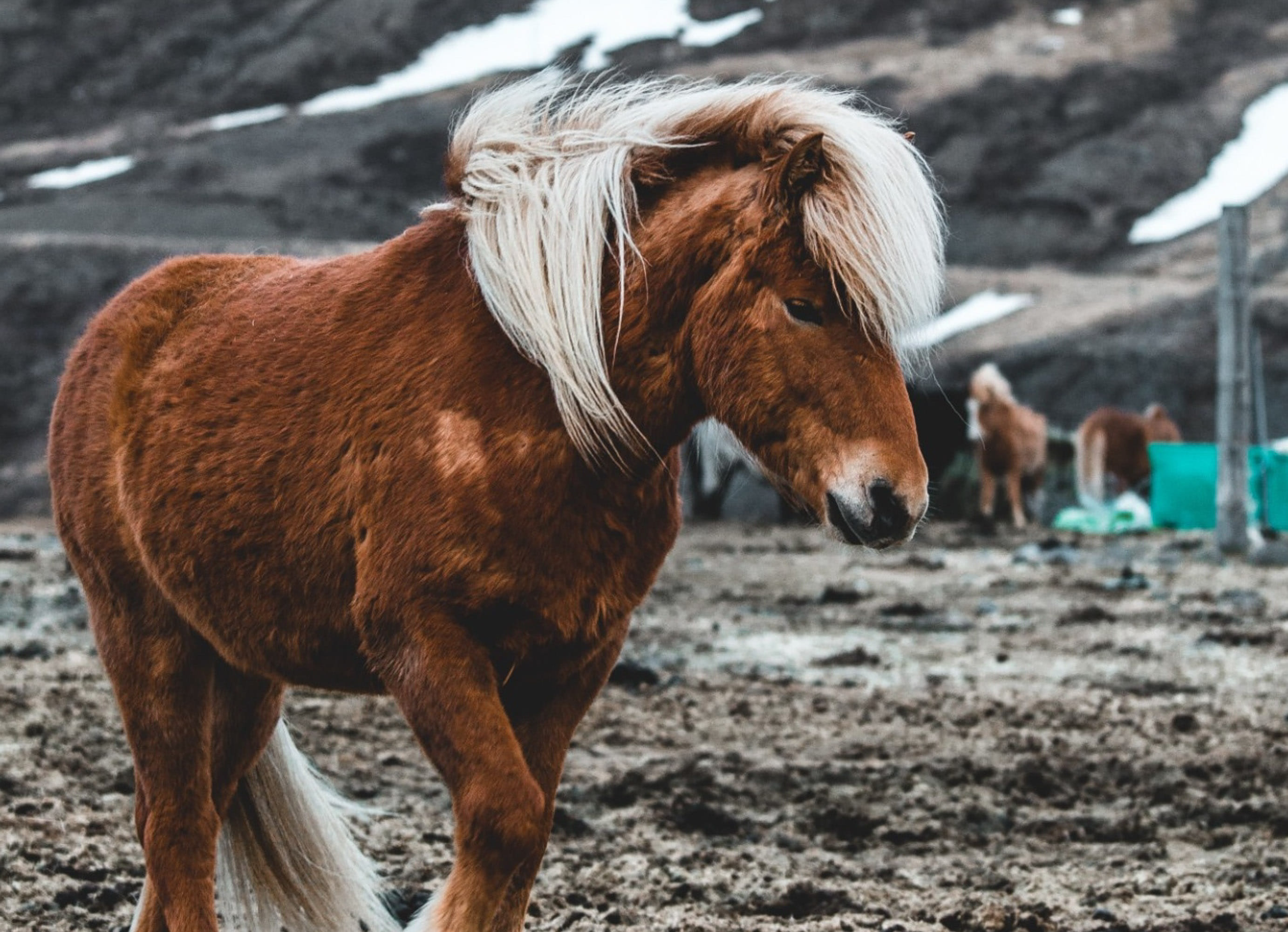 Horses South Iceland
