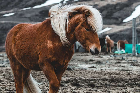 Horses South Iceland