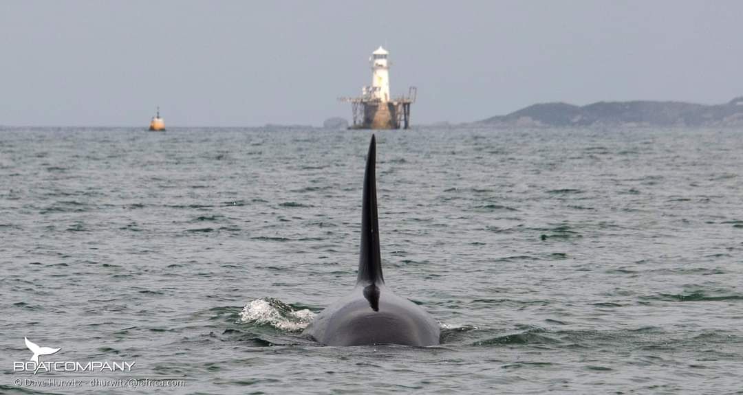 Marine eco charter, False Bay. Cape Town. Guided