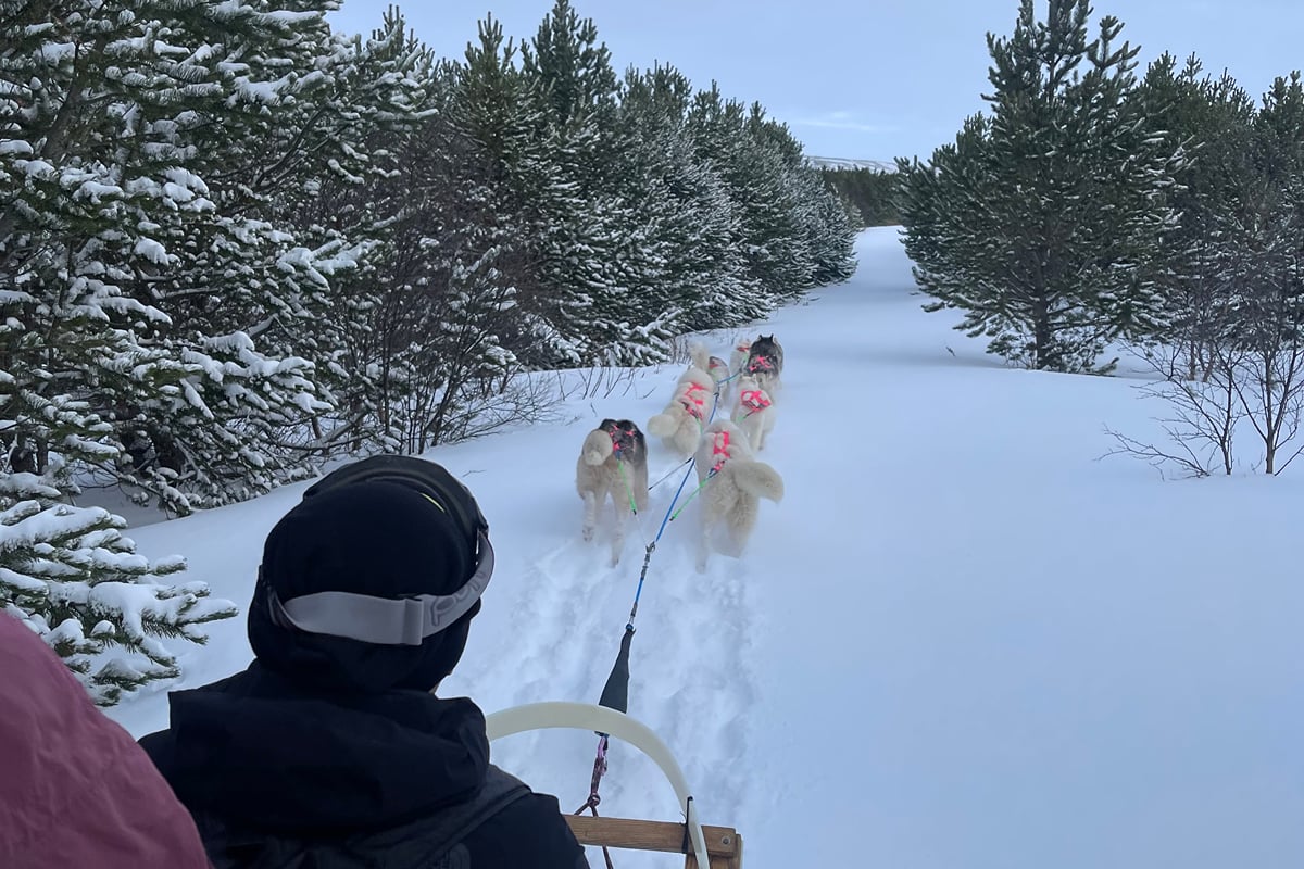 Winter Dog Sledding, Iceland