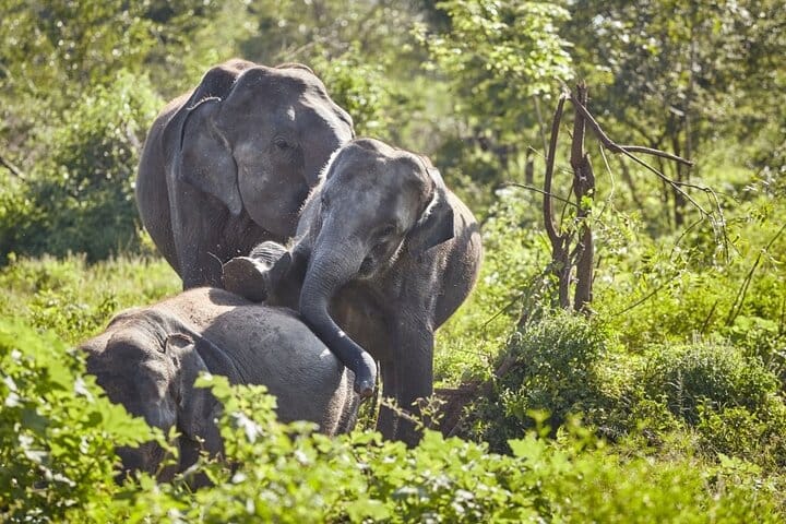 Udawalawe Safari