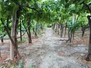 Experience the Minoan grapes at a local vineyard 1