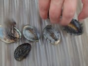 Abalone Farm Tour, Tasting and Coastal Seaweed Walk. Galway. Guided. 7