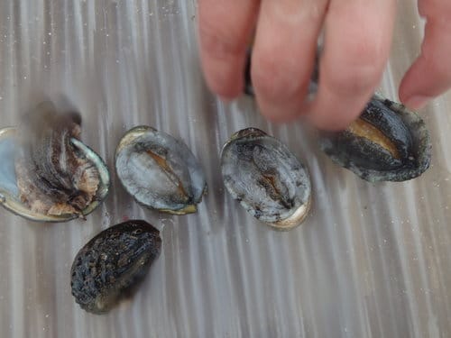 Abalone farm, coastal seaweed walk and tasting tour. Galway. Guided.  7