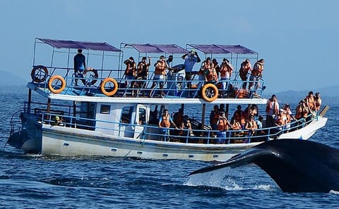 Whale Watching Tour from Hambantota to Mirissa, Sri Lanka