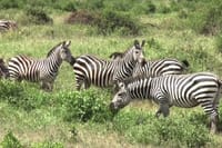 A portrait of simplicity: the zebra's leisurely meal