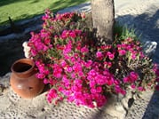 <p>Some of the beautiful but simple plantings at La Mansion.</p>