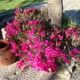 Some of the beautiful but simple plantings at La Mansion.