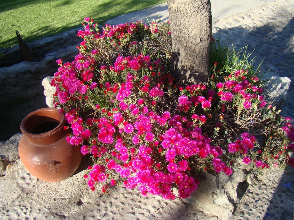 <p>Some of the beautiful but simple plantings at La Mansion.</p>