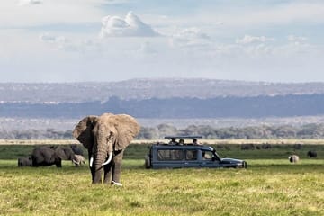 Amboseli National Park Day Tour