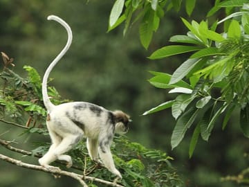 Sinharaja-Rainforest-Private-Day-Tour-from-Galle-1