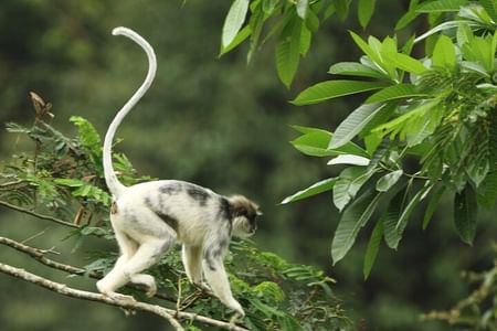 Explore the Sinharaja Rainforest: Private Day Tour from Galle