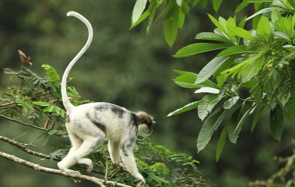 Sinharaja Rainforest Private Day Tour from Galle