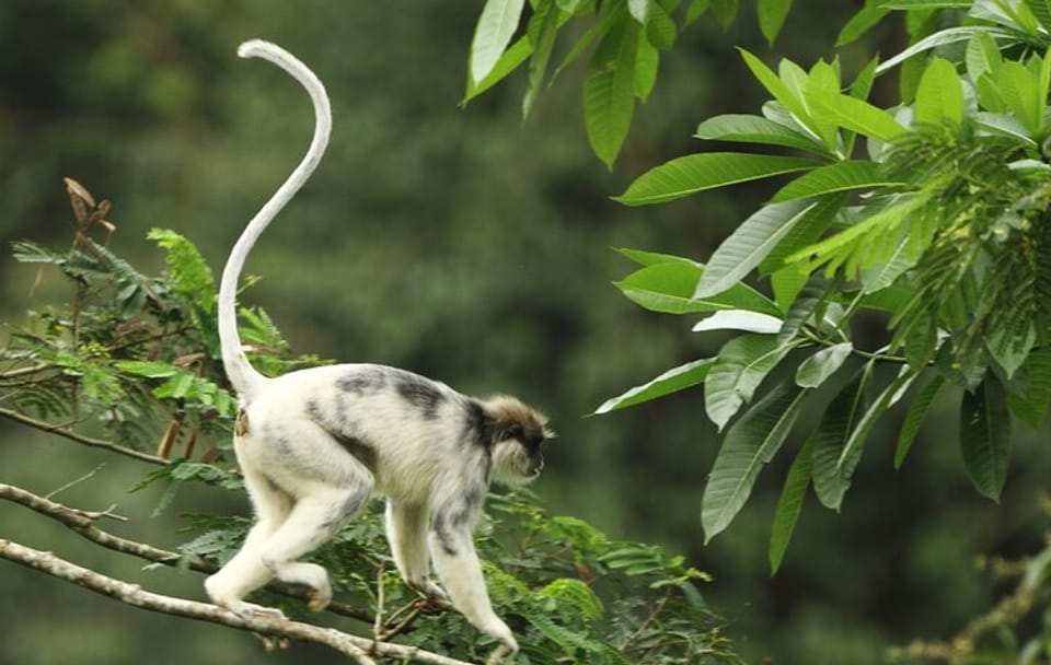 Private Day Tour of Sinharaja Rainforest from Hikkaduwa