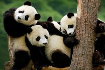 Private Everland Theme Park tour