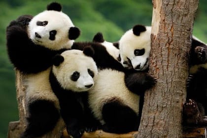 Private Everland Theme Park tour