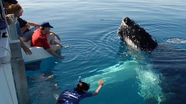 From Hambantota: Mirissa Whale Watching Tour