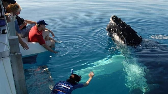 From Hambantota: Mirissa Whale Watching Tour