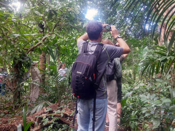 Rainforest trail in Ngezi Forest
