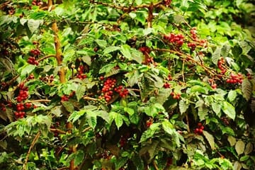 Nairobi Coffee Farm Tour: Explore Coffee Cultivation in Kenya