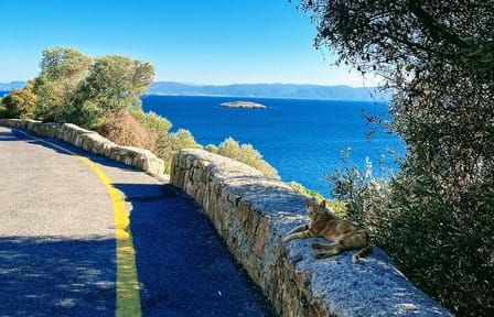 Bike Tour of Büyükada Island in Istanbul, Türkiye
