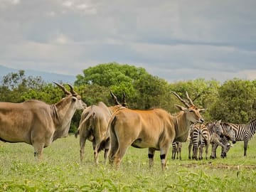 2-Day Private Safari Tour in Aberdares National Park, Kenya