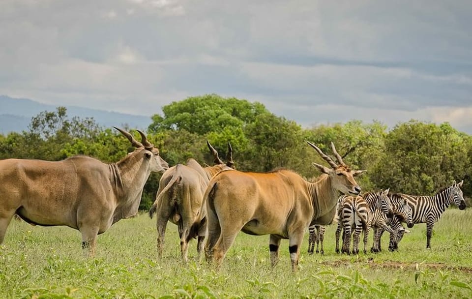 2-Day Private Safari Tour in Aberdares National Park, Kenya