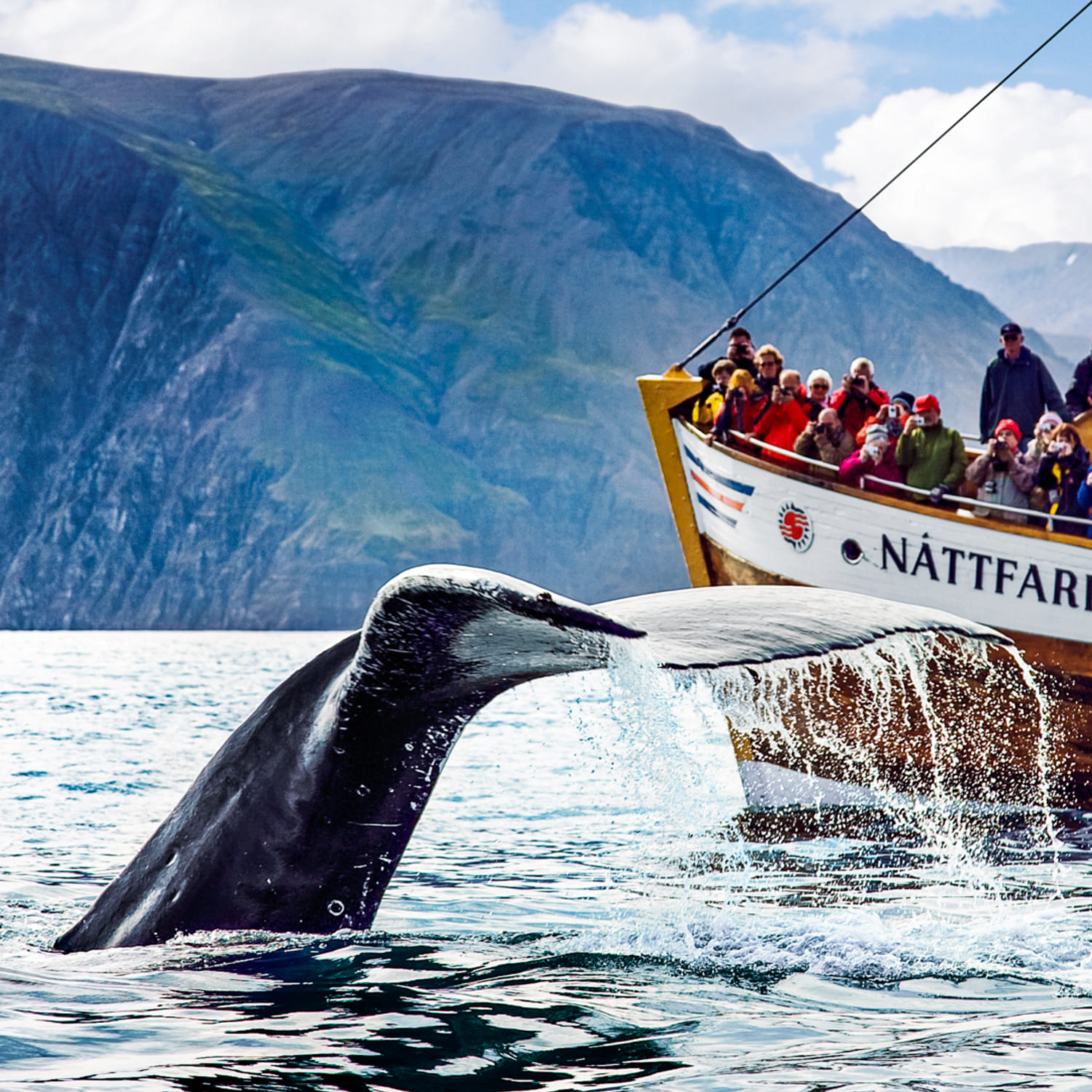 h-sav-k-original-whale-watching