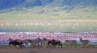 6Days Tanzania Tented Camping Safari : Serengeti, Lake Manyara,  Ngorongoro Crater &  Tarangire National Park 6