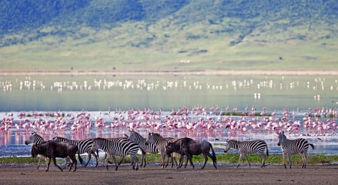 6Days Tanzania Tented Camping Safari : Serengeti, Lake Manyara,  Ngorongoro Crater &  Tarangire National Park 6