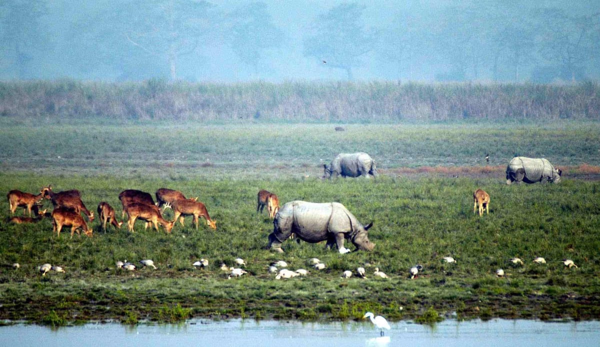 Assam Adventure: From National Parks to River Islands
