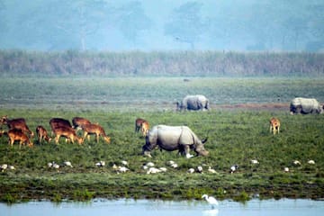 Guwahati Nature and Culture Tour: Kaziranga and Beyond