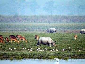 Guwahati Nature and Culture Tour: Kaziranga and Beyond
