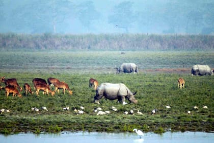 Assam Adventure: From National Parks to River Islands