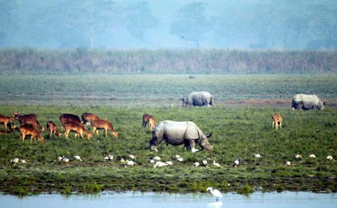 Guwahati Nature and Culture Tour: Kaziranga and Beyond
