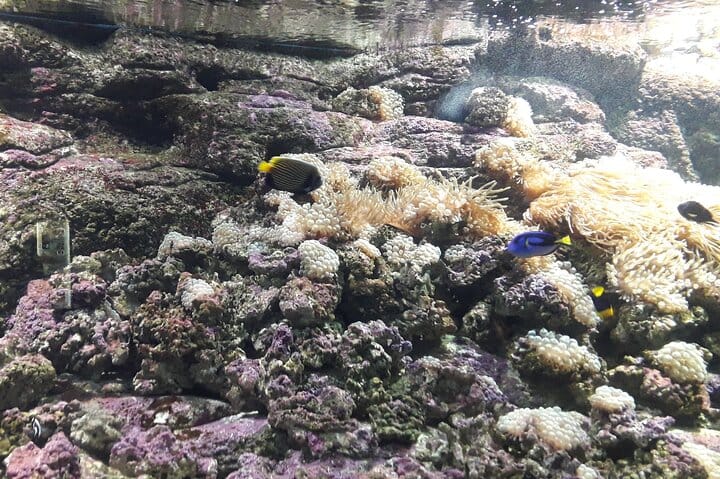 Family Day from Chania: CRETAquarium, Dinosauria Park, Heraklion  9