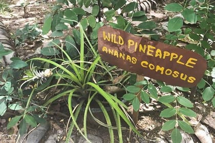 Spice Garden & Tea Factory Group Shore Excursion