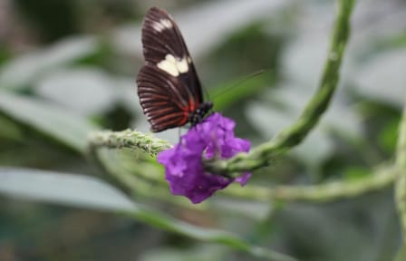 Private Full-Day Mindo Cloud Forest and Chocolate Tour