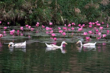 Trang An & Ninh Binh Day Tour