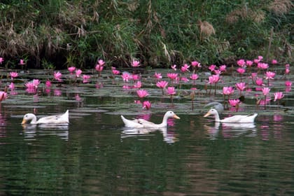 Trang An & Ninh Binh Day Tour