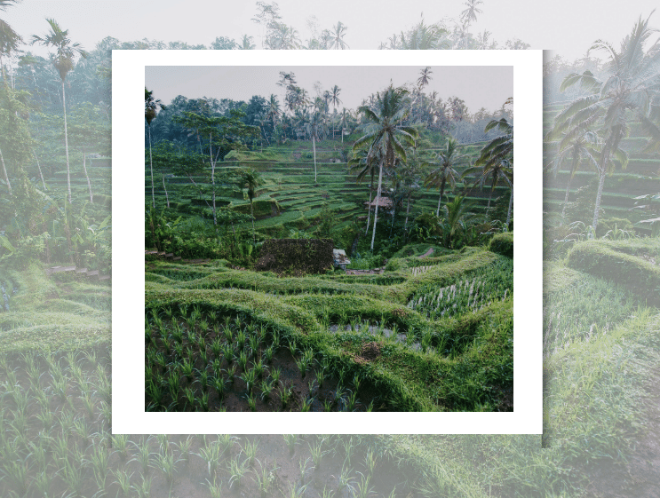 Tegalalang Rice Terrace