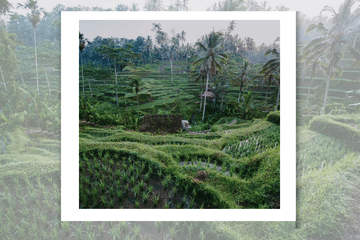 Explore Ubud Palace and Tegalalang Rice Terraces in Bali