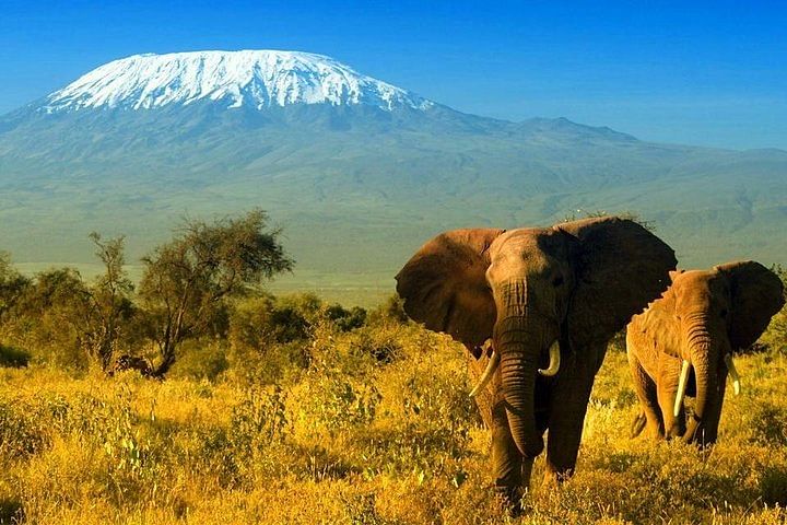 Amboseli Safari Adventure: Experience Elephants and Kilimanjaro Views