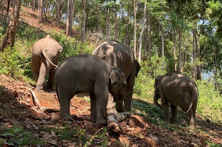 Care Pride Elephants: Full-Day Tour Experience