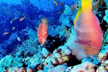 Ras Mohamed and White Island Snorkeling Tour from Sharm El Sheikh