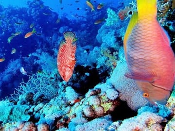 Ras Mohamed and White Island Snorkeling Tour from Sharm El Sheikh