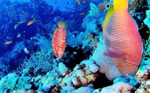 Ras Mohamed and White Island Snorkeling Tour from Sharm El Sheikh
