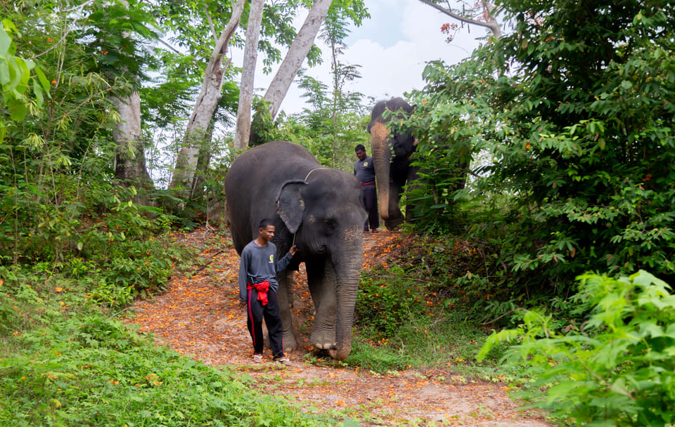 Phuket: Ethical Elephant Sanctuary Tour, Walk, and Lunch